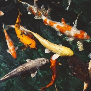 Fish in a koi pond of various types